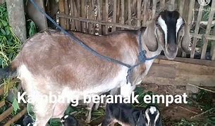 Mimpi Kambing Beranak 4 Ekor